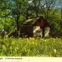 A blossom meadow ÖLAND