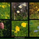 Ölands Flowers