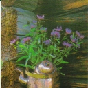Thistles