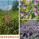 Sunmmer Flowers