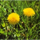 Taraxacum Vulgaria