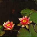 The red Water-lilies have their only original