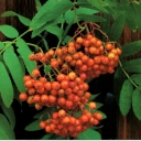 Rowan tree
