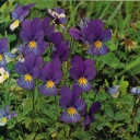 Styvmorsviol