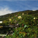 Mountain Avens