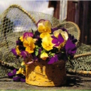 Pansy