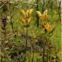 Kung Karls Spira (Pedicularis sceptrum-carolium)