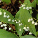 Lily of the Valley