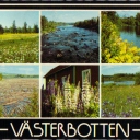 Flowers from Västerbotten
