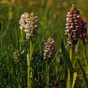 Gotland, Ängsnycklar (Orchis incarnáta)