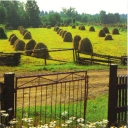 Haymaking
