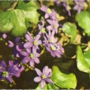 Hepatica