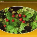 Cloudberry