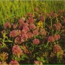 Clover meadow