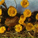 Coltsfoot