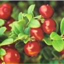 Cranberries