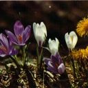 Crocus and Coltsfoot