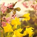 Daffodils