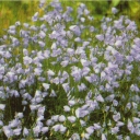 Bluebells