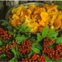 Chanterelles