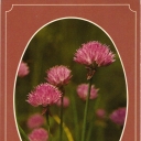 Chives