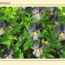 Cinderella violets