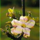 Apple Blossom