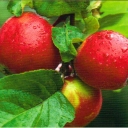 Apples