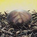 Roc Egg