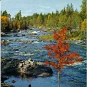 Europe's last wilderness