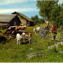En fäbogata