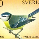 Swedish birds