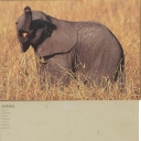 Elephant in Savanna