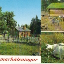 Summer Greeting    Fäboliv