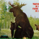 Road users to see several moose on the road
