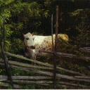 Fjällko endangered species