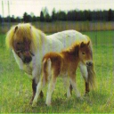 Shetlandssto med föl