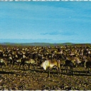 Reindeer in the mountains