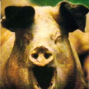 A happy pig