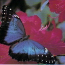 Morpho menelaus