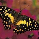 Papilio demoleus
