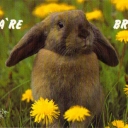 Rabbit        HA`RE BRA!