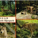 Wolvs (Lycksele Djurpark)