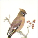 Waxwing