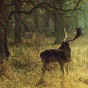 Fallow deer