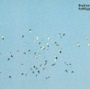 Noise Males (Migratory Bird)