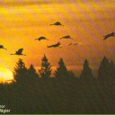 Cranes (Migratory Bird)