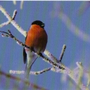 Bullfinch