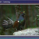 Capercaillie in the setback
