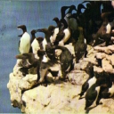 Guillemots at St. Karlsö